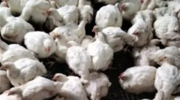 استقرار أسعار الفراخ البيضاء والساسو والأمهات في الأسواق بعد موجة انخفاض